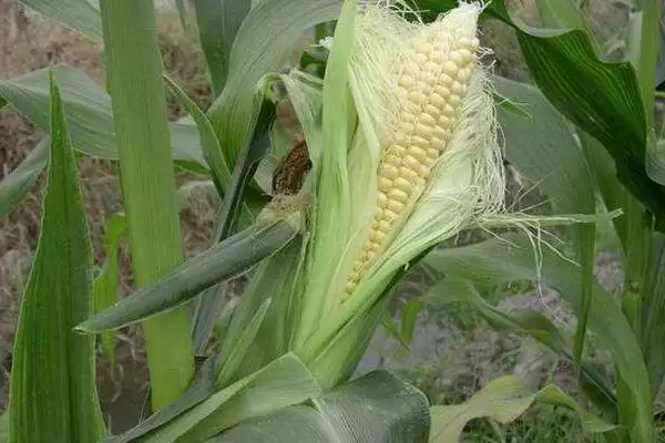 图片[3]-辉煌 101 玉米种子介绍 ，中等肥力地咋种辉煌 101-会东网