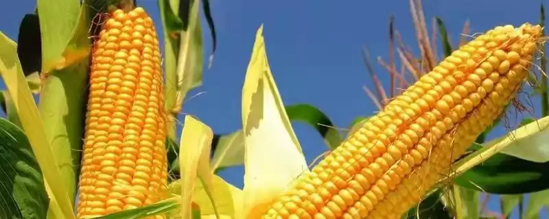 金顺 199 玉米种子特征特性 ，金顺 199 玉米咋全生育期防病虫害？-会东网