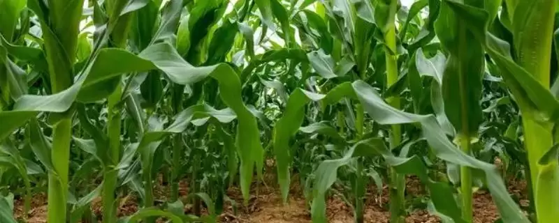 桂科玉 1 号玉米种子特征特性 ，桂科玉 1 号玉米土壤肥力低能种出好产量吗？-会东网