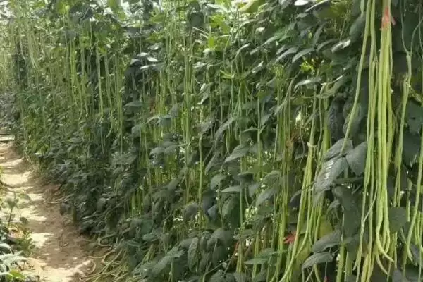图片[2]-豇豆定植后如何管理 ，豇豆定植后浇稳苗水有啥作用？-会东网