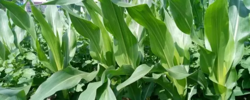 吉农玉 2138 玉米种子简介 ,吉农玉 2138 玉米中抗茎腐病,种植风险大吗?-会东网