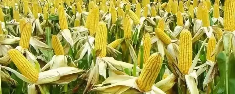 国迪 606 玉米种简介 ,国迪 606 玉米小穗密度疏到中,有何特别?-会东网