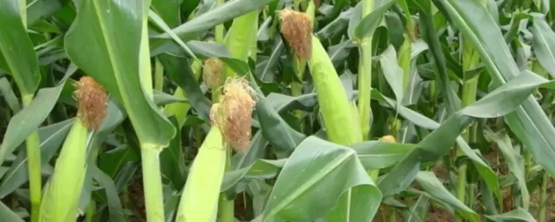 佳 310 玉米种子特征特性 ，佳 310 玉米中抗茎腐病，产量有保障吗？-会东网