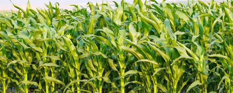 桂兆 556 玉米品种的特性 ，桂兆 556 玉米春播 117 天，值得种吗？-会东网
