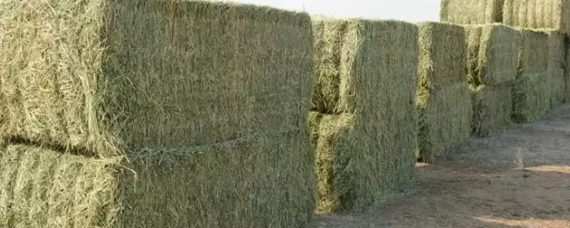 牧草饲料贮藏方法揭秘,搭建平台贮藏要点解读-会东网