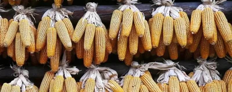 黑甜玉 8 号玉米种子介绍 ，黑甜玉 8 号玉米有啥种植要点-会东网