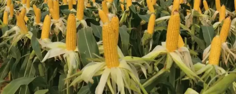 宏硕 899SK 玉米种简介 ,咋按常规措施防非靶标害虫-会东网