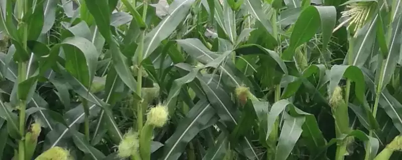 农本313玉米种登场，6月中下旬适宜播期受关注-会东网