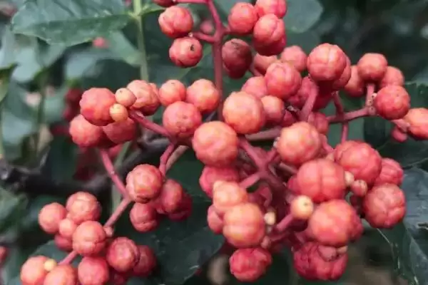 图片[2]-花椒的市场价格 ，各地区花椒售价为啥有差异-会东网