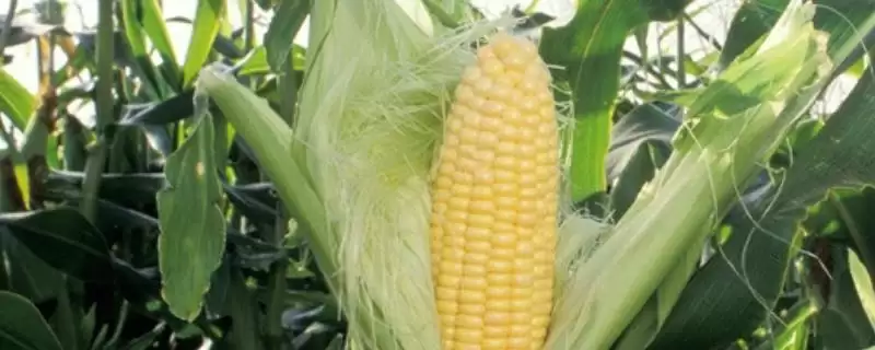 禾众玉 16 玉米品种简介 ，咋确定最佳播种期-会东网