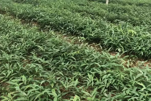 图片[4]-黄精的繁殖技术 ，用这技术繁殖黄精能成功吗-会东网
