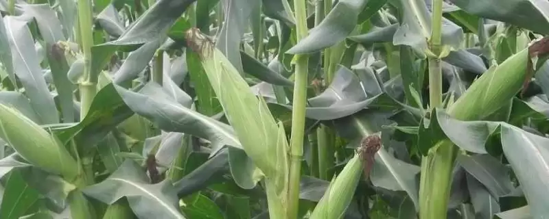 机玉 332 玉米品种的特性 ，大喇叭口期咋防玉米螟虫-会东网