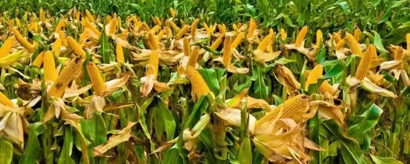 葫新 639 玉米种简介 ，选肥力好地块种它合适吗-会东网