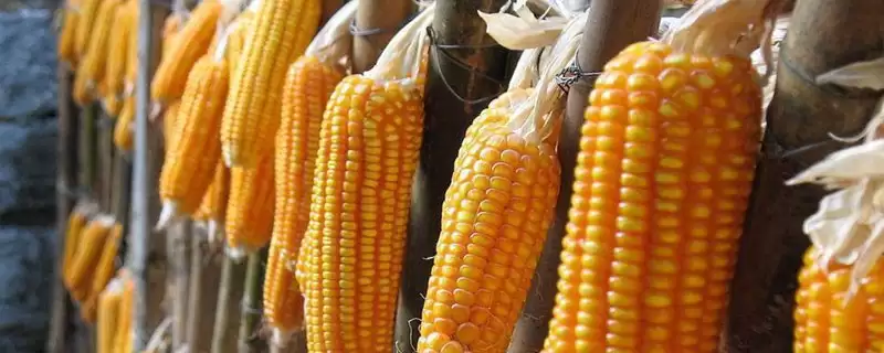 联达288玉米品种特性曝光，生育期128天左右时长曝光-会东网