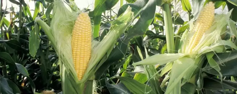金种子 605 玉米种子特征特性 ,金种子 605 玉米适宜密度 4500 株左右,为啥?-会东网