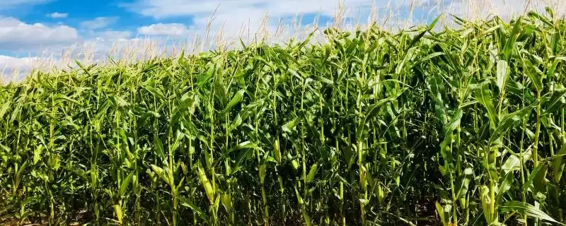 金硕 1 号玉米品种的特性 ,金硕 1 号玉米春播 117.8 天,效益咋样?-会东网
