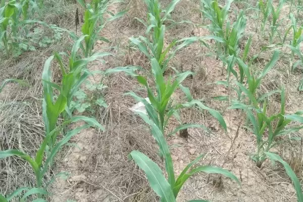 图片[3]-嘉玉 162 玉米品种的特性 ，嘉玉 162 玉米为啥播种前种子要包衣？-会东网