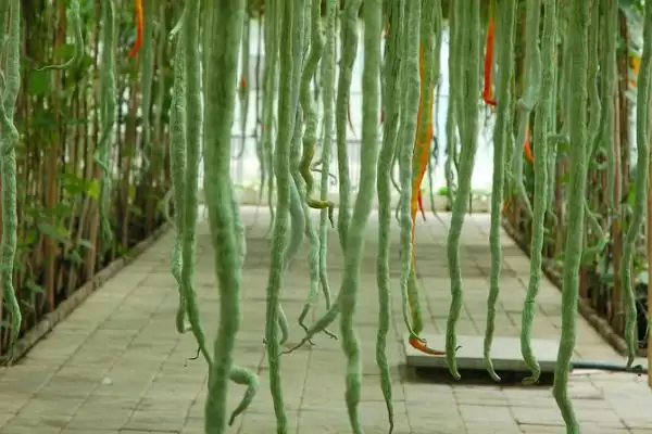 图片[4]-湖北农村种什么比较赚钱 ，秋葵种植收益为啥可观-会东网