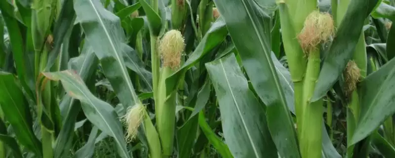 华耐甜玉 23 号玉米品种的特性 ，亩种 3500 株产量有保障吗-会东网