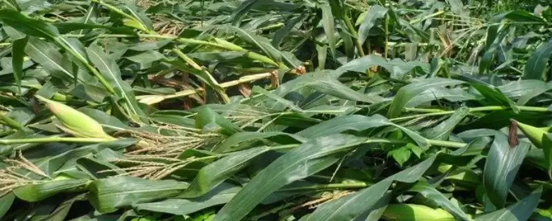 金赛 34 玉米品种简介 ，金赛 34 玉米全生育期 98 天，产量咋样？-会东网