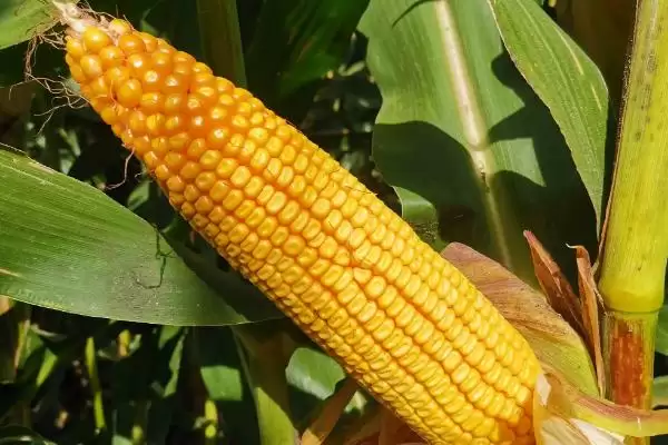 图片[2]-吉单 941 玉米品种简介 ，出苗至成熟 126 天有啥种植要点-会东网