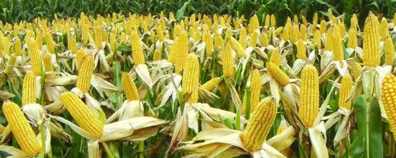 龙生19号玉米品种特性揭秘,病虫害防治要点全面解读-会东网