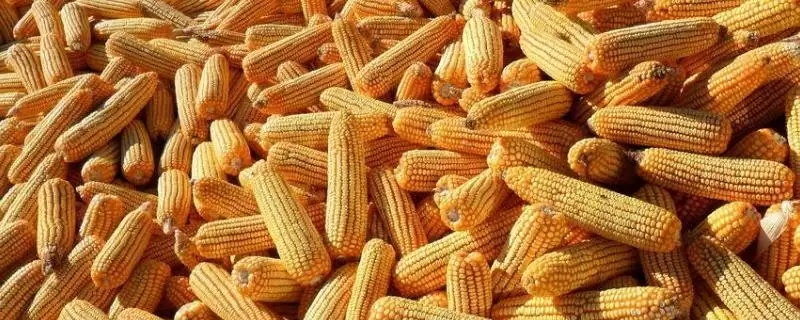 吉东 710 玉米种子特征特性 ,出苗至成熟 113 天的它表现怎样-会东网