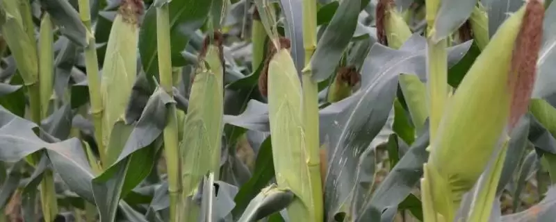 佳福 399 玉米种子特征特性 ，佳福 399 玉米中抗纹枯病，种植风险大吗？-会东网