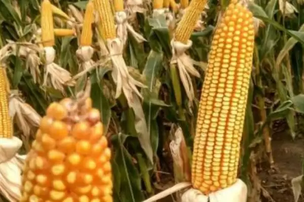 图片[4]-吉单 822 玉米品种简介 ，中抗茎腐病的吉单 822 咋样-会东网