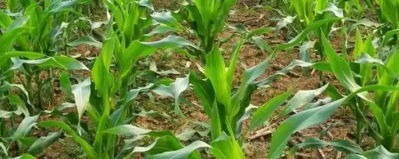 锦甜 10 号玉米种子特征特性 ,锦甜 10 号玉米每亩种 3200 株左右,合理吗?-会东网