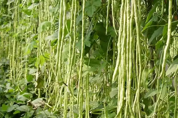 图片[3]-豇豆定植后如何管理 ，豇豆定植后浇稳苗水有啥作用？-会东网