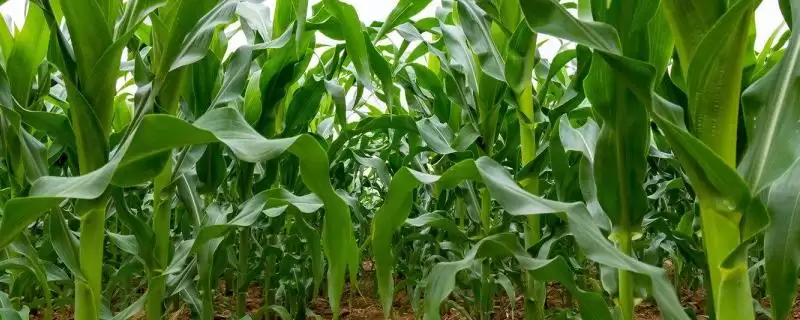 锦润 919 玉米种子简介 ,锦润 919 玉米辽宁省春播 133 天,表现如何?-会东网