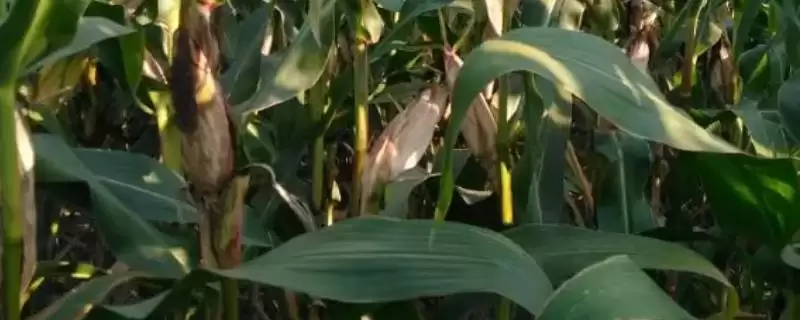 亨达 776 玉米种简介 ，咋防亨达 776 灰斑病和丝黑穗病-会东网