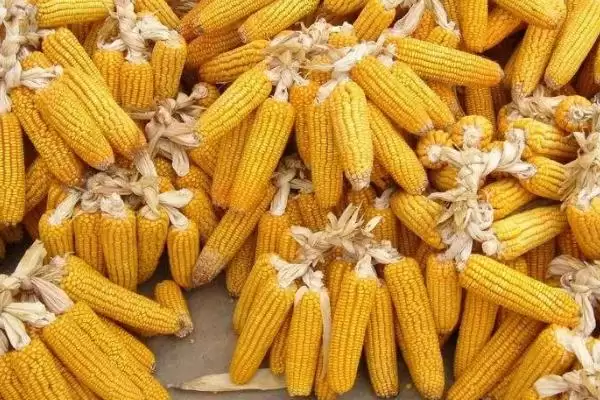 图片[2]-金粮 8 玉米品种简介 ，金粮 8 玉米出苗至成熟 122 天左右，效益咋样？-会东网