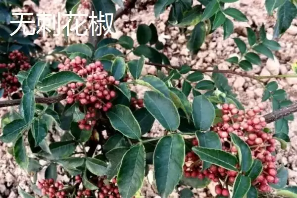 图片[8]-花椒的市场价格 ，各地区花椒售价为啥有差异-会东网