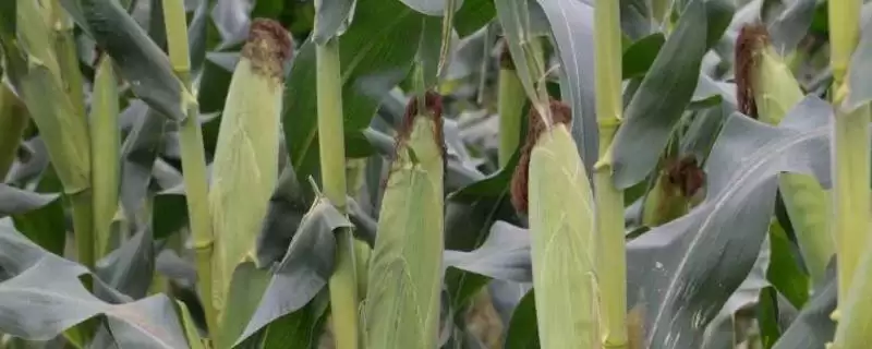 华耘 202 玉米种子特征特性 ，华耘 202 玉米有啥独特优势-会东网