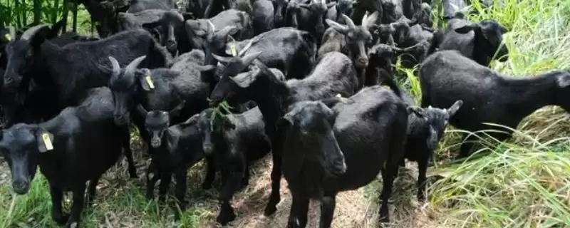 黑山羊怎么养殖 ,选抗病品种对养殖有多关键-会东网