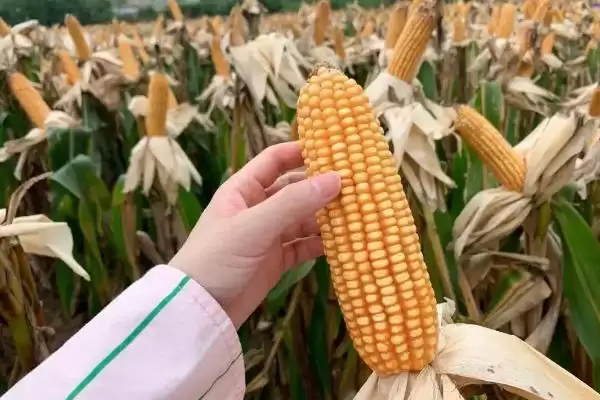 图片[3]-锦润 911 玉米品种的特性 ，锦润 911 玉米中抗弯孢菌叶斑病，优势在哪？-会东网