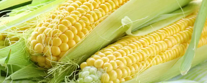冀玉 3421 玉米品种的特性 ，冀玉 3421 玉米中抗小斑病，优势在哪？-会东网