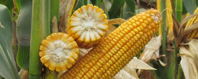 禾丰饲玉 6 号玉米种子介绍 ，4500 株  亩密度种植有啥优势-会东网