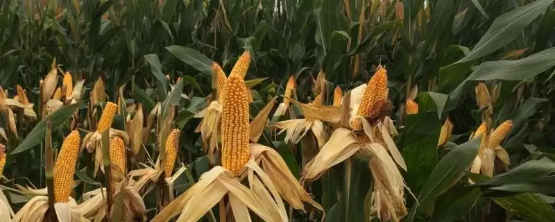 吉单 603 玉米品种简介 ，中抗丝黑穗病的它产量稳吗-会东网