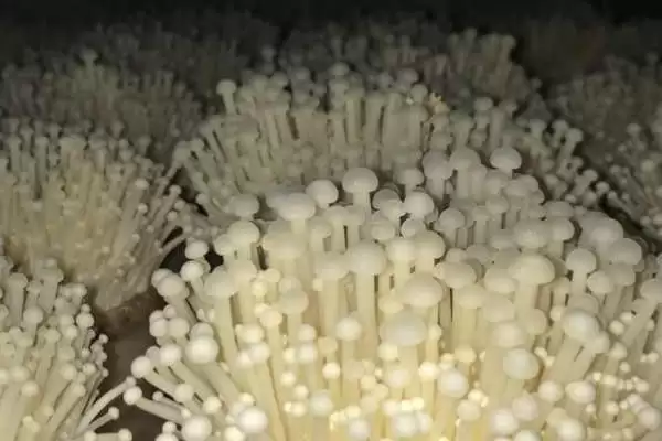 图片[4]-金针菇出菇期的水分管理技术 ，金针菇出菇期开袋搔菌有啥作用？-会东网