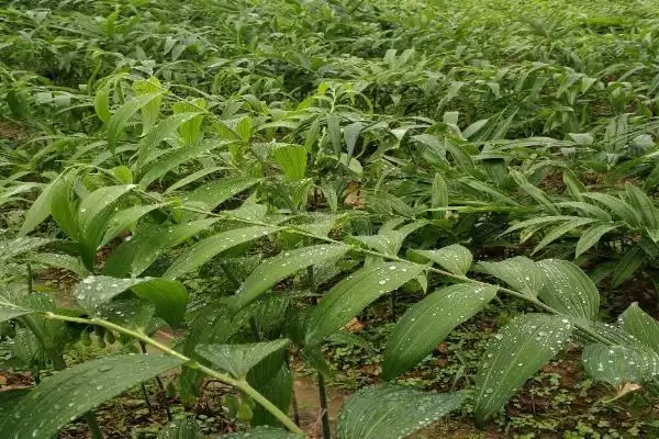 图片[2]-黄精的繁殖技术 ，用这技术繁殖黄精能成功吗-会东网
