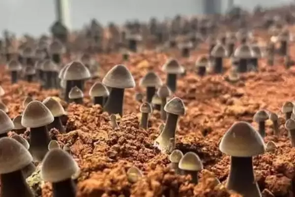 图片[3]-鸡枞菌的种植方法 ，用这方法种鸡枞菌能高产吗-会东网