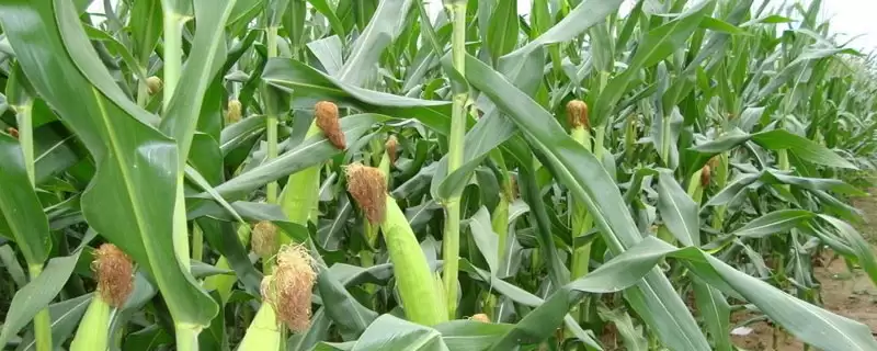 华鲜玉 890 玉米种子特点 ,华鲜玉 890 玉米种植密度咋定-会东网
