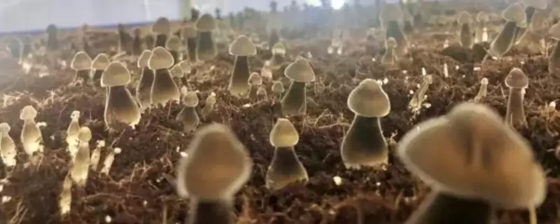 鸡枞菌的种植方法 ，用这方法种鸡枞菌能高产吗-会东网