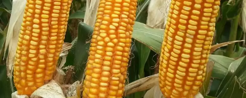 吉云玉 905 玉米品种简介 ,吉云玉 905 玉米中抗茎腐病,种植风险大吗?-会东网