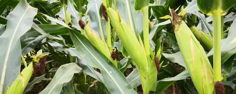华试 9528 玉米种子介绍 ,118 - 146 天出苗至成熟表现如何-会东网