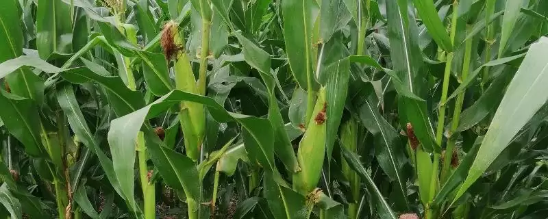 和甜 1 号玉米品种简介 ,中抗小斑病的和甜 1 号产量高吗-会东网
