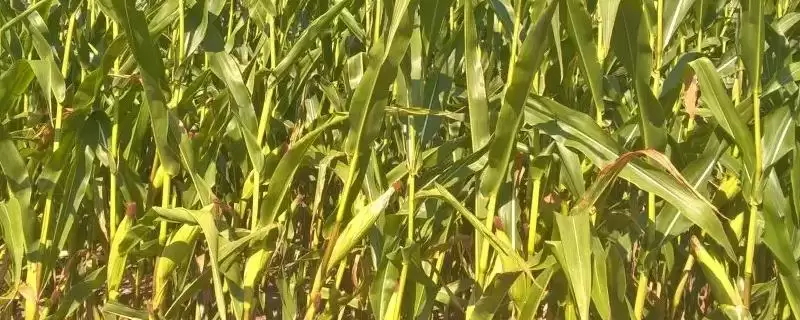 华白玉 168 玉米种简介 ,春播 138.8 天产量稳吗-会东网